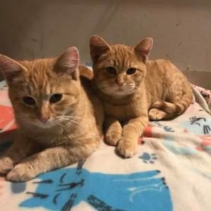 Meet your Posher, Sylvia